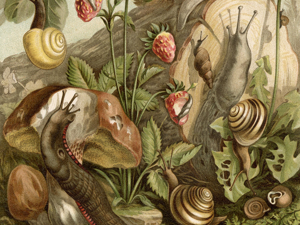 Land Molluscs - Natural History Print 1904