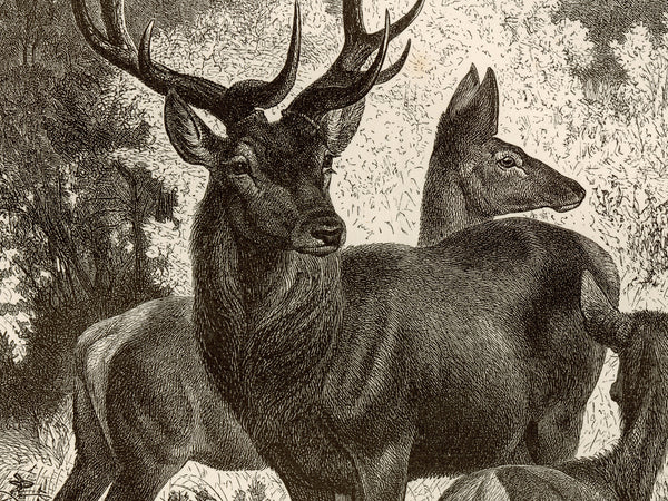 Red Deer Family - 1877 Lithograph Reprint