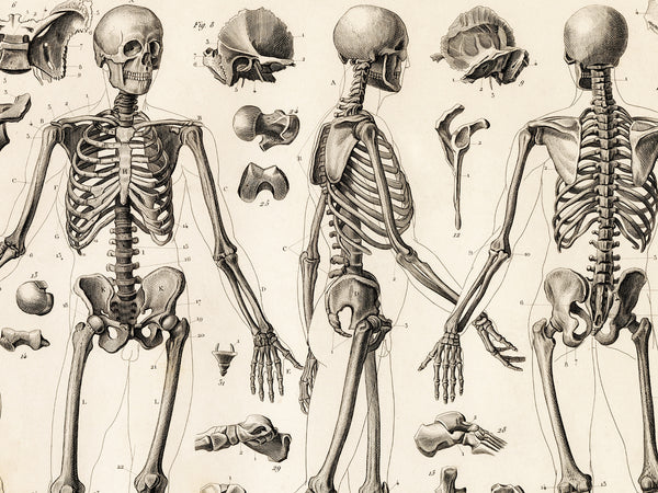 Vintage anatomical illustration of human skeletons showing front, side, and back views with detached bones and labeled parts on an aged beige background.