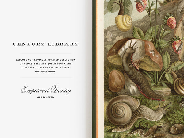 A book or magazine cover split into two sections: the left side is a white page with the text 'CENTURY LIBRARY' and descriptive copy, while the right side shows a detailed vintage-style illustration of snails, mushrooms, and plants in muted green, brown, and beige tones.