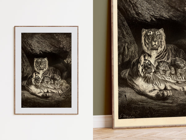 A Family of Tigers - Beautiful 1877 Lithograph Reprint