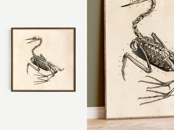 Anatomy of a Bird No.2 - Early 1800's Lithograph Reprint