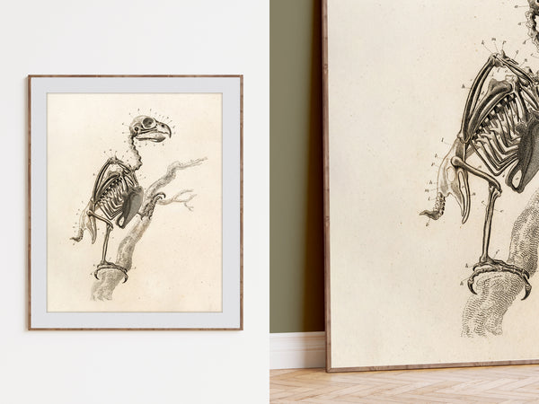 Anatomy of a Bird - Early 1800's Lithograph Reprint