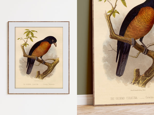 Antique Natural History Print of The Oronoko Coracina