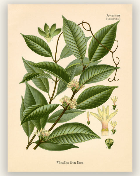 Jungle Liana Medicinal Plant (Willughbeia Firma) - Botanical Print