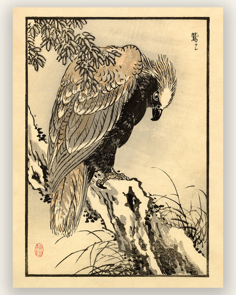 Kono Bairei 1888 Woodblock Print - Bird of Prey