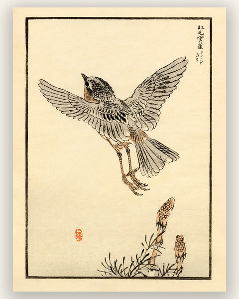 Kono Bairei 1888 Woodblock Print - Bird Taking Flight