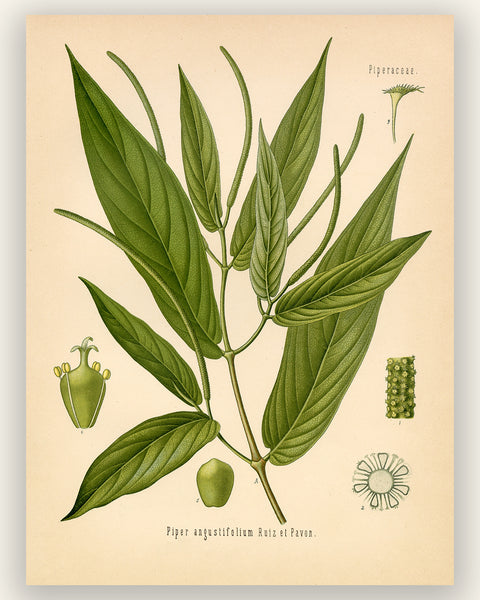 Spiked Pepper Spice Plant (Piper Augustifolium) - Botanical Print