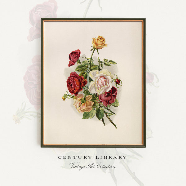 A framed vintage-style floral art print featuring a bouquet of multicolored roses, displayed against a light background with faint floral motifs and the text 'CENTURY LIBRARY Vintage Art Collection' below.