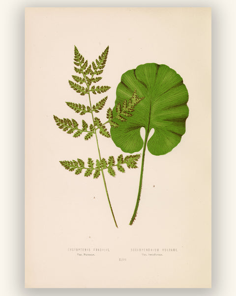 A botanical art print featuring a green monstera leaf and a delicate green fern on a warm cream-colored background with vintage-style printed text at the bottom.