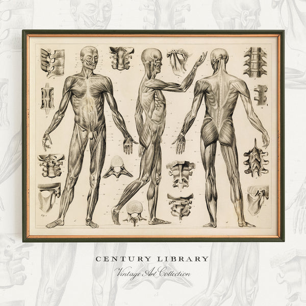 A framed vintage anatomical art print showing three human figures with exposed musculature and surrounding skeletal/vertebral details on an aged cream background. The print is presented in a dark frame against a light gray patterned backdrop, with the text 'CENTURY LIBRARY' and 'Vintage Art Collection' below.