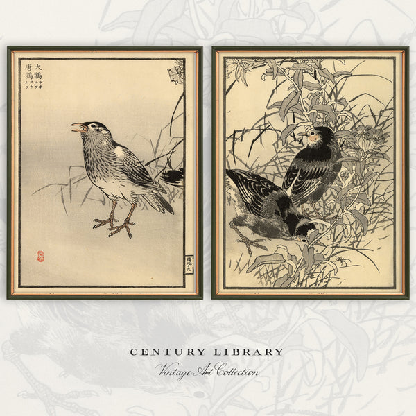Kōno Bairei Starling Prints – Set of 2 | 1881 Japanese Woodblock Bird Art