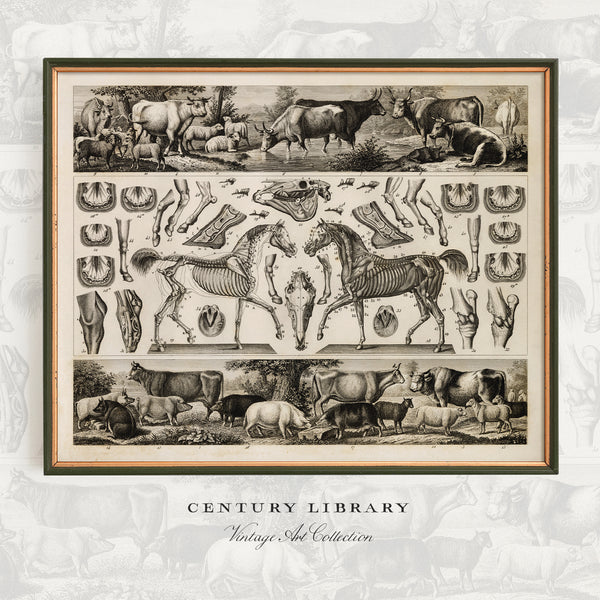 A framed vintage-style art print featuring detailed black ink illustrations of horses, cattle, and skeletal anatomy on an aged cream background. The print is housed in a dark green frame with a beige mat, set against a light gray patterned background with the text 'CENTURY LIBRARY' and 'Vintage Art Collection' below.