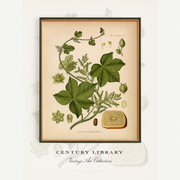A framed botanical art print featuring vintage-style illustrations of green leaves and plant buds on a cream background, with the text 'CENTURY LIBRARY' and 'Vintage Art Collection' below the frame.