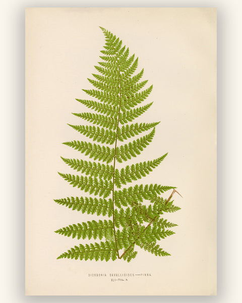Antique Fern Botanical Print - Vintage Tree Fern Wall Art, ( Dicksonia Davallioides )