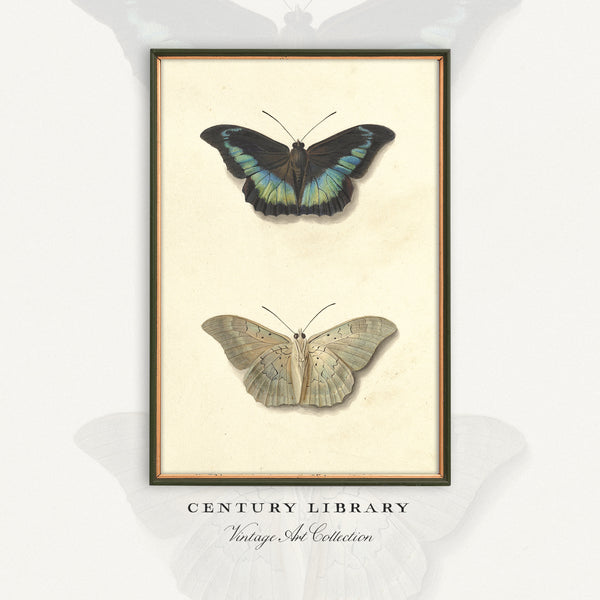 Vintage Butterfly Print - Antique Entomology Illustration