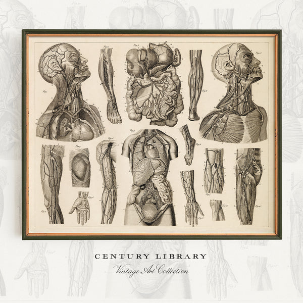 Vintage Human Anatomy Poster - Vascular System