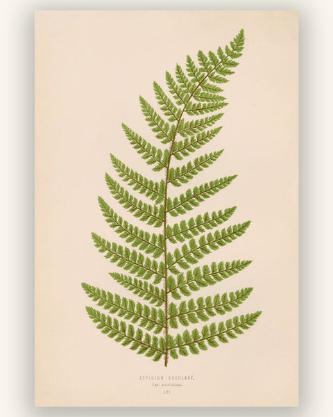 Antique Fern Botanical Print - Vintage soft shield fern (Aspidium angulare var. aristatum)