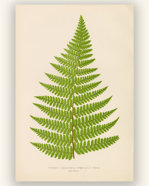 Antique Fern Botanical Print - Vintage pinna of the tree fern ( Dicksonia rubiginosa )