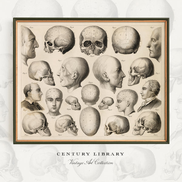 A framed vintage anatomical print showing multiple skull and head profile illustrations arranged in a grid, with the text 'CENTURY LIBRARY' and 'Vintage Skull Collection' below. The print is set against a pale background with faint skull motifs.