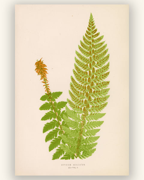 A botanical art print of a green fern frond with a smaller orange-brown frond beside it, printed on a cream-colored sheet with small caption text at the bottom.
