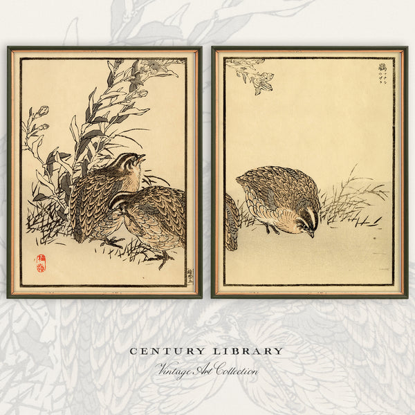 Two framed vintage-style art prints showing quail birds in a Japanese ink sketch style, displayed side by side on a light gray floral background with the text 'CENTURY LIBRARY Vintage Ink Collection' below.