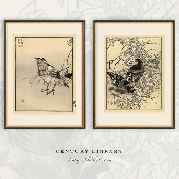 Two framed vintage Japanese-style bird art prints displayed side by side on a light patterned background, with the text 'CENTURY LIBRARY Vintage Art Collection' below.