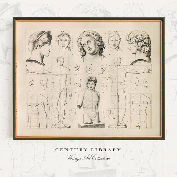 A framed vintage art print featuring anatomical sketches and classical bust studies in sepia tones, displayed against a light textured background with the text 'CENTURY LIBRARY Vintage Art Collection' below.