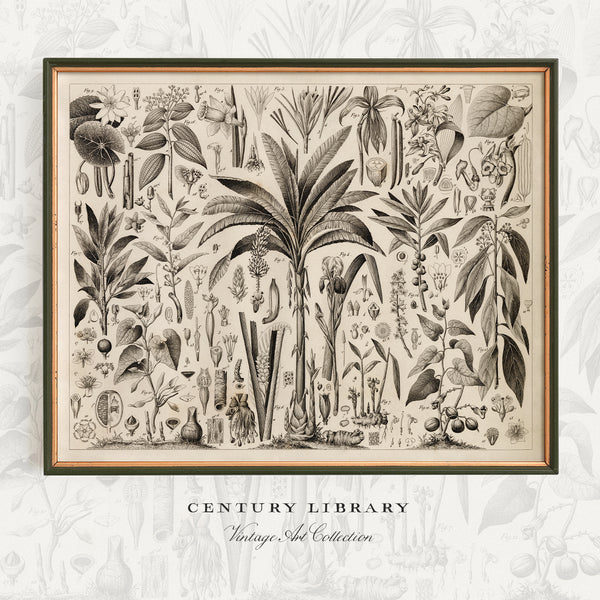 A framed botanical art print featuring a vintage black ink illustration of tropical plants and foliage on aged cream paper, displayed against a light gray botanical-patterned background with the text 'CENTURY LIBRARY' and 'Vintage Ink Collection' below.