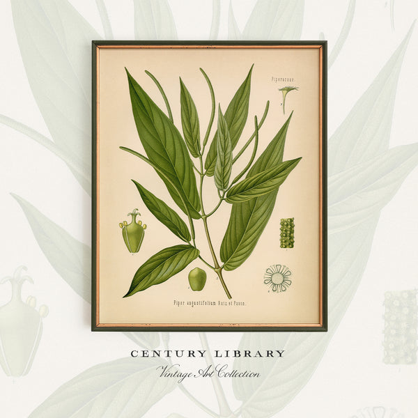 A framed botanical art print featuring a vintage-style green plant illustration on a cream background, displayed against a pale decorative backdrop with the text 'CENTURY LIBRARY' and 'Vintage Art Collection' below.