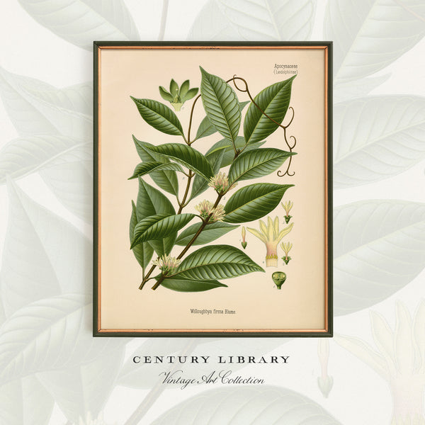 A framed botanical art print featuring a vintage illustration of a Willygothia fraxiana leafy branch with green leaves and small cream flowers, set against a light beige background with a dark frame. The print is displayed on a light gray background with a soft leaf pattern, and the text 'CENTURY LIBRARY Vintage Art Collection' is visible below.