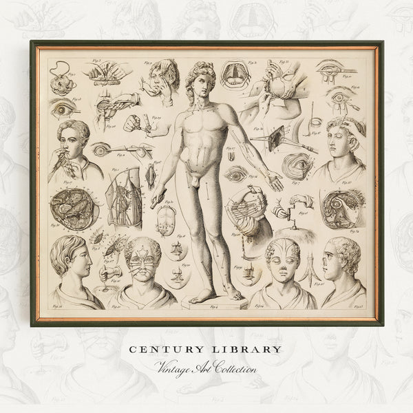 A framed vintage-style anatomical art print featuring a central nude male figure surrounded by detailed sketches of heads, hands, and internal body parts, shown against a pale patterned background with the text 'CENTURY LIBRARY Vintage Art Collection' below.