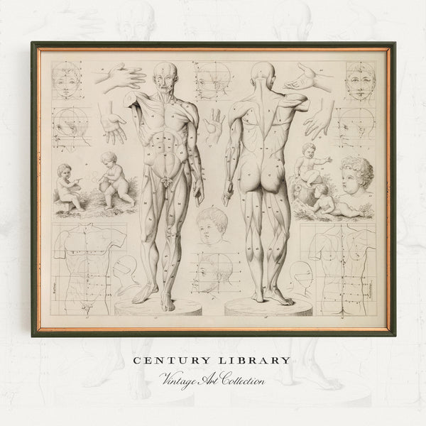A framed vintage anatomical art print featuring detailed black ink sketches of human figures, faces, and body measurements on aged cream paper, displayed against a light textured background with the text 'CENTURY LIBRARY Vintage Art Collection' below.
