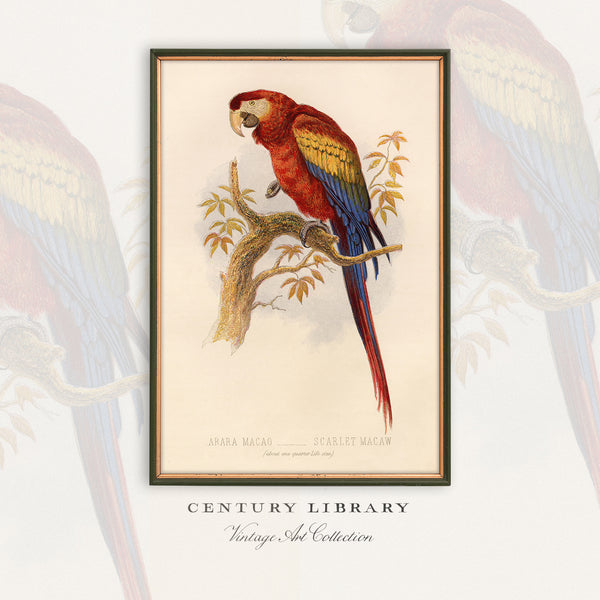 A framed vintage-style art print of a scarlet macaw perched on a branch, shown against a light background with a faded duplicate bird illustration behind it. The print includes the text 'ARARA MALAO - SCARLET MACAW' and 'CENTURY LIBRARY Vintage Art Collection' below.