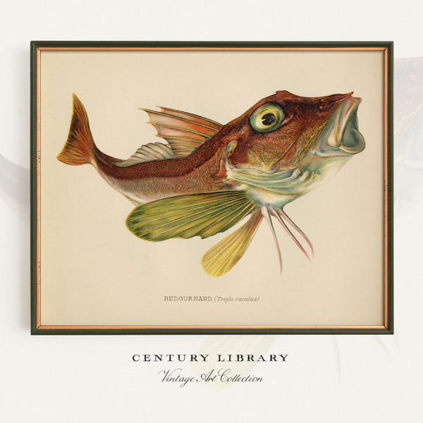 Red Gurnard (Trigla Cuculus) Vintage Natural History Print