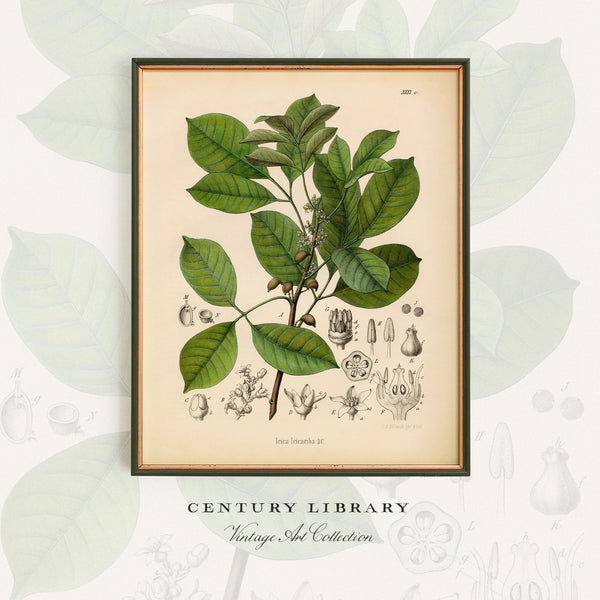 A framed botanical art print featuring a vintage illustration of a green leafy branch with botanical details on an aged cream background, displayed against a light gray patterned backdrop with 'CENTURY LIBRARY Vintage Art Collection' text below.