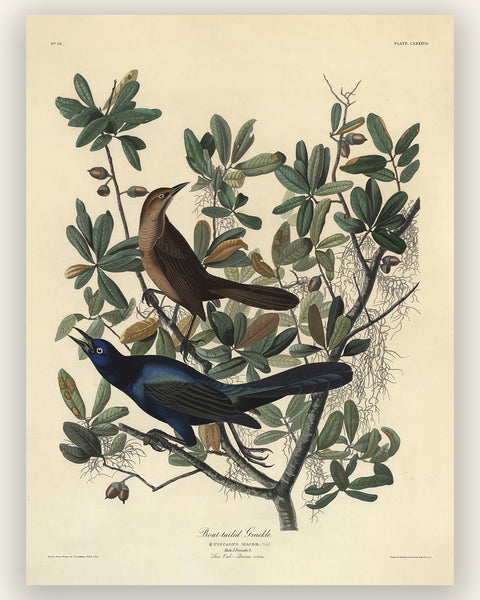 Antique Bird Print - Vintage Boat-tailed Grackle Wall Art, Audubon Ornithology