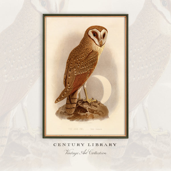 A framed vintage-style owl illustration print centered on a light background with a faint decorative pattern behind it. The print shows a brown and cream owl perched on a rock, with the text 'CENTURY LIBRARY' and 'Vintage Owl Collection' below the frame.