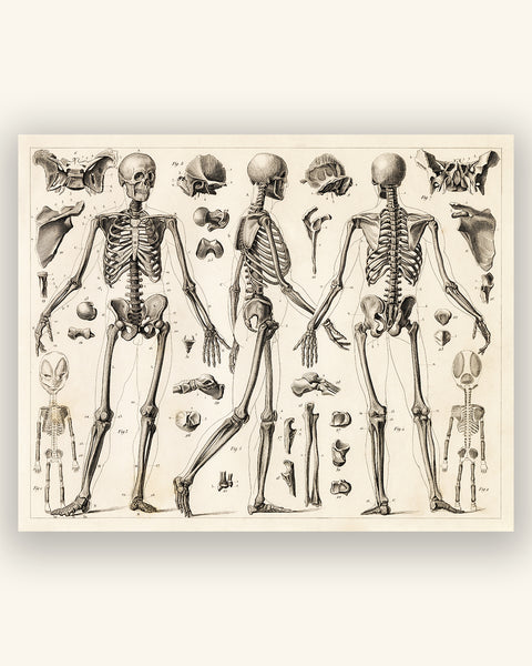 Vintage Human Anatomy Print - Full Skeleton