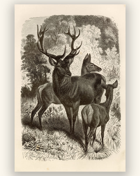Red Deer Family - 1877 Lithograph Reprint