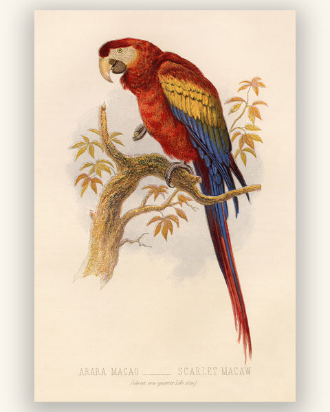 Antique Natural History Print of The Scarlet Macaw Parrot