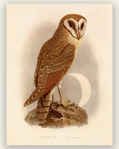 Antique Natural History Print of The Java Owl