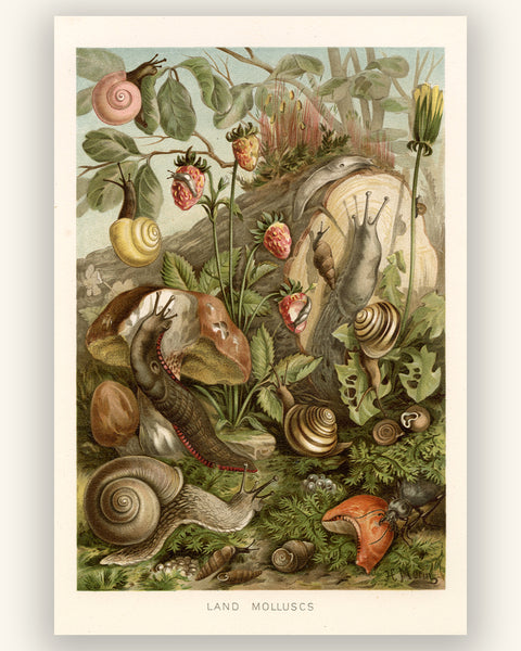 Land Molluscs - Natural History Print 1904