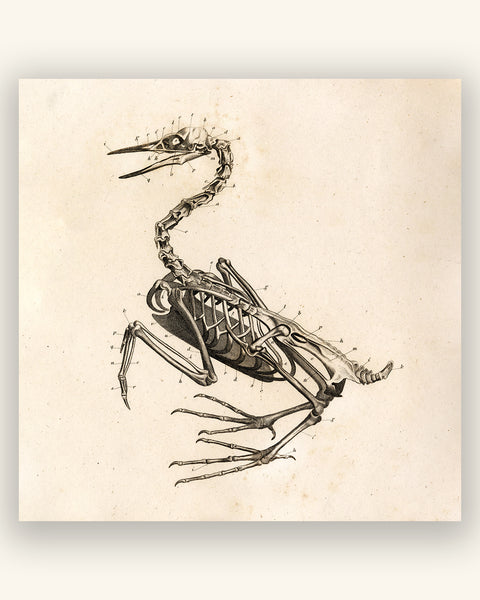 Anatomy of a Bird No.2 - Early 1800's Lithograph Reprint