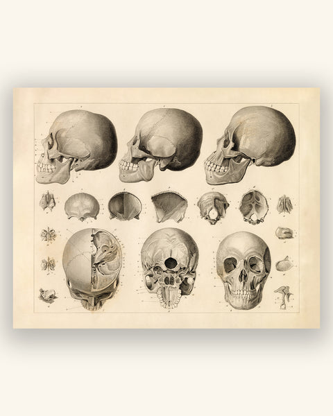 Antique Anthropology Print - Sections of the Human Skull