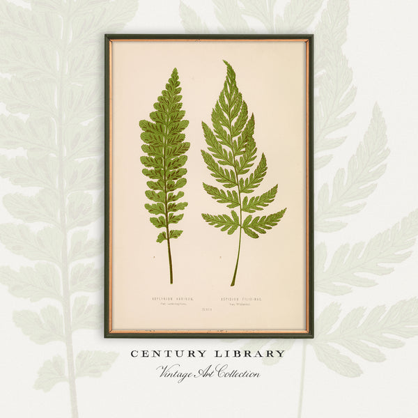 A framed botanical art print featuring two green fern leaves on an aged cream background, displayed against a pale leaf-patterned backdrop with the text 'CENTURY LIBRARY Vintage Art Collection' below.