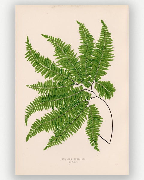 A botanical art print featuring a detailed illustration of a green fern frond on a warm cream background, with small printed text at the bottom.