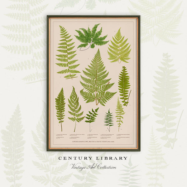 A framed botanical art print featuring vintage green fern illustrations on a cream background, displayed against a light background with subtle fern silhouettes. The text 'CENTURY LIBRARY Vintage Art Collection' is visible below the frame.