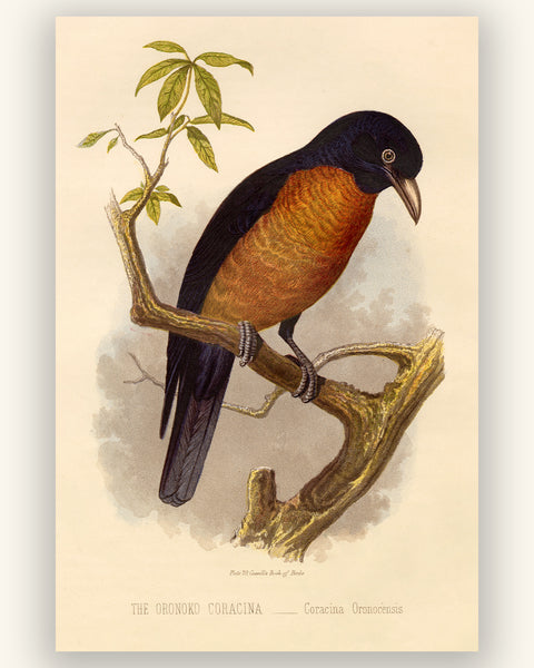 Antique Natural History Print of The Oronoko Coracina