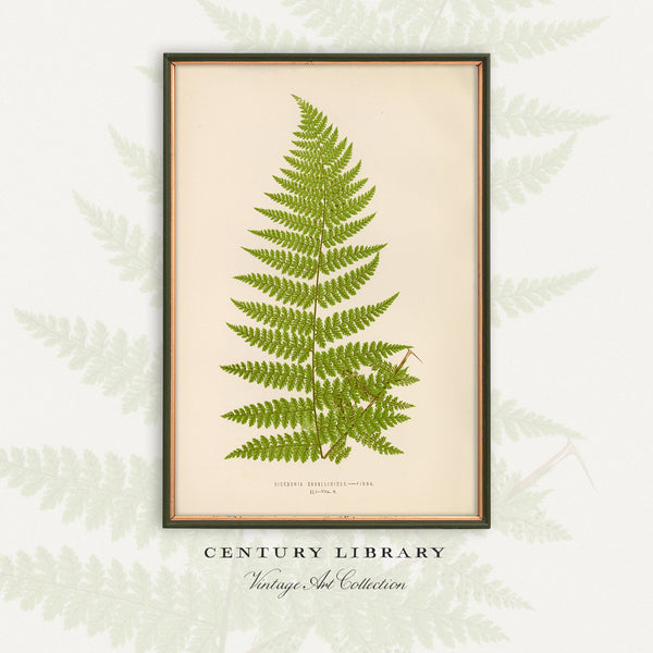 A framed botanical art print of a green fern on an aged cream background, displayed against a light off-white backdrop with a faint leaf pattern. Below the frame, the text 'CENTURY LIBRARY Vintage Art Collection' is visible.